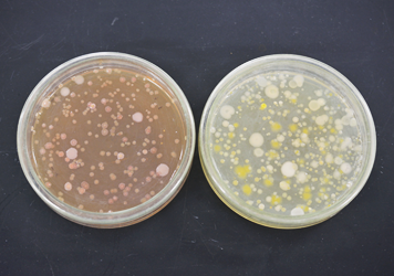 (左)大腸菌群数(右)一般生菌数イメージ